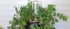 Plant Nanny Watering Stake (Small) - 6.99 product photo