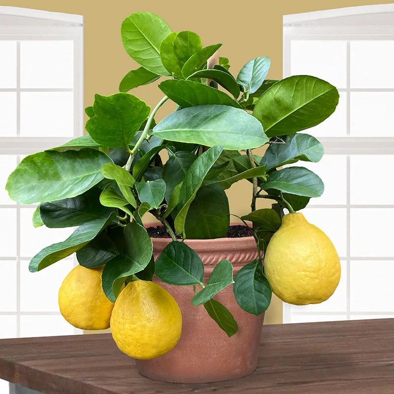 Citrus Ponderosa Lemon 10"