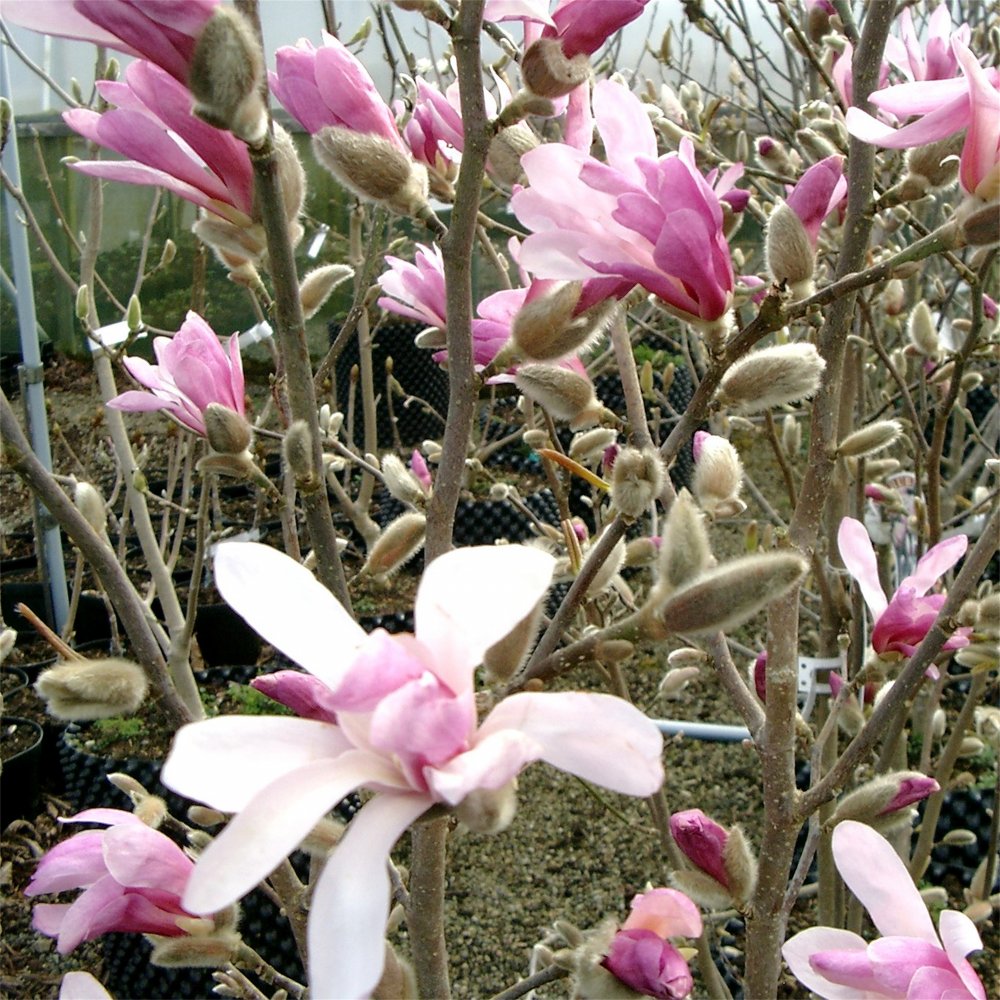Leonard Messel Magnolia (Magnolia x loebneri &