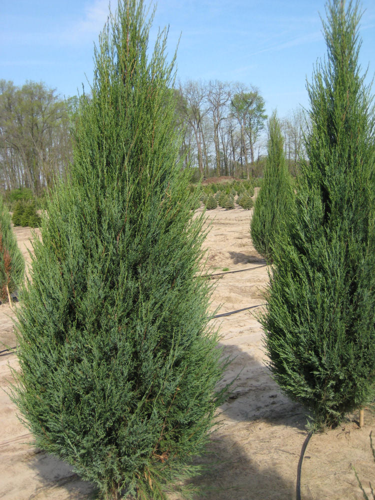 Skyrocket Juniper (Juniperus scopulorum &