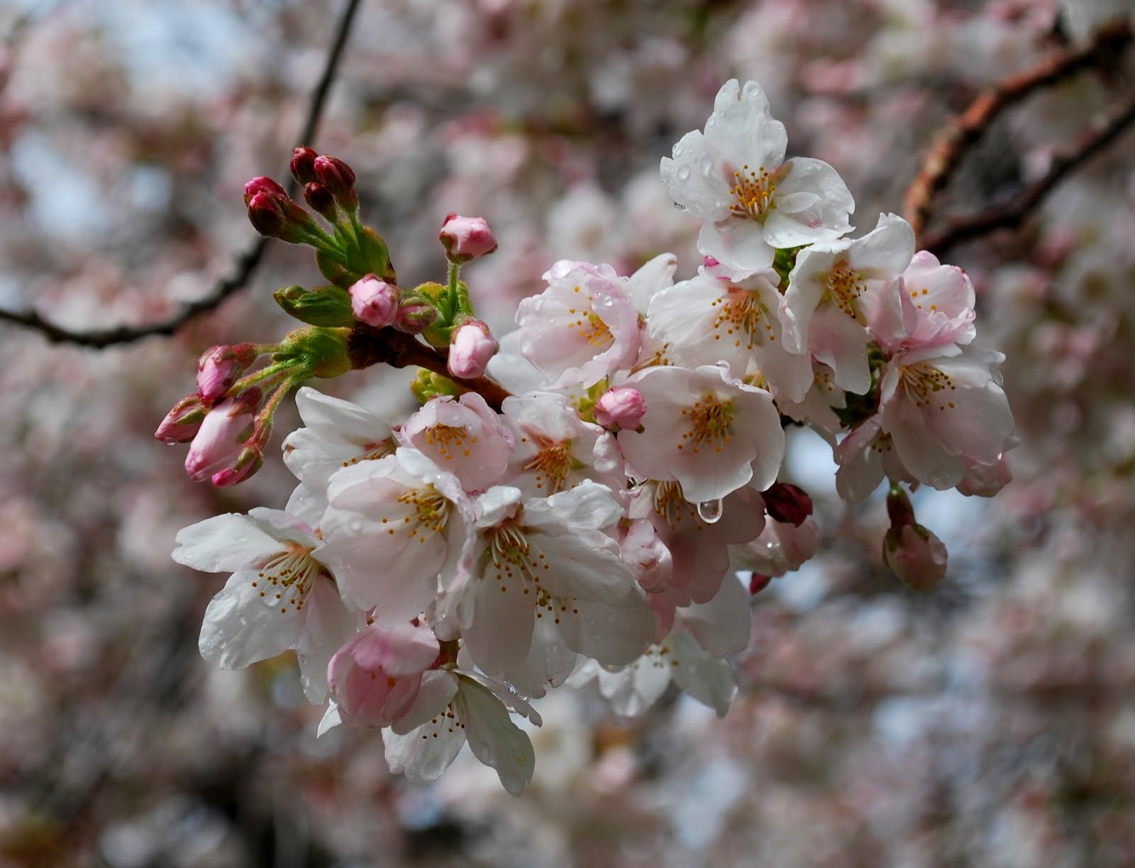 Yoshino Cherry (Prunus x yedoensis &