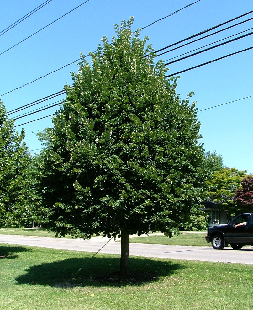 Greenspire™ Littleleaf Linden (Tilia cordata &