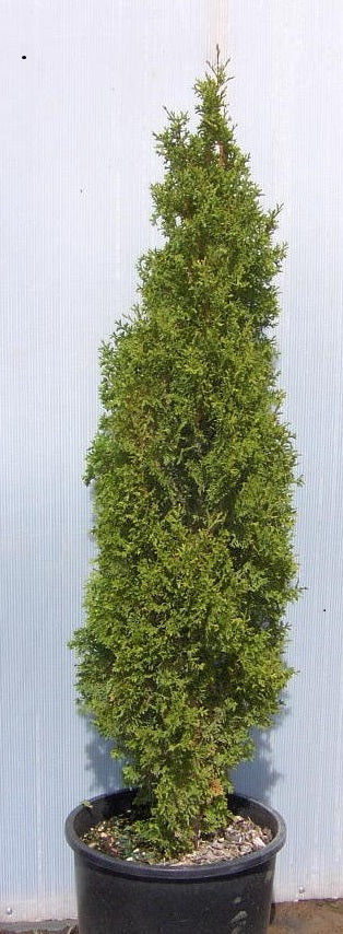 Degroots Spire Arborvitae (Thuja occidentalis &