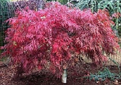 Tamukeyama Japanese Maple (Acer palmatum var. dissectum &