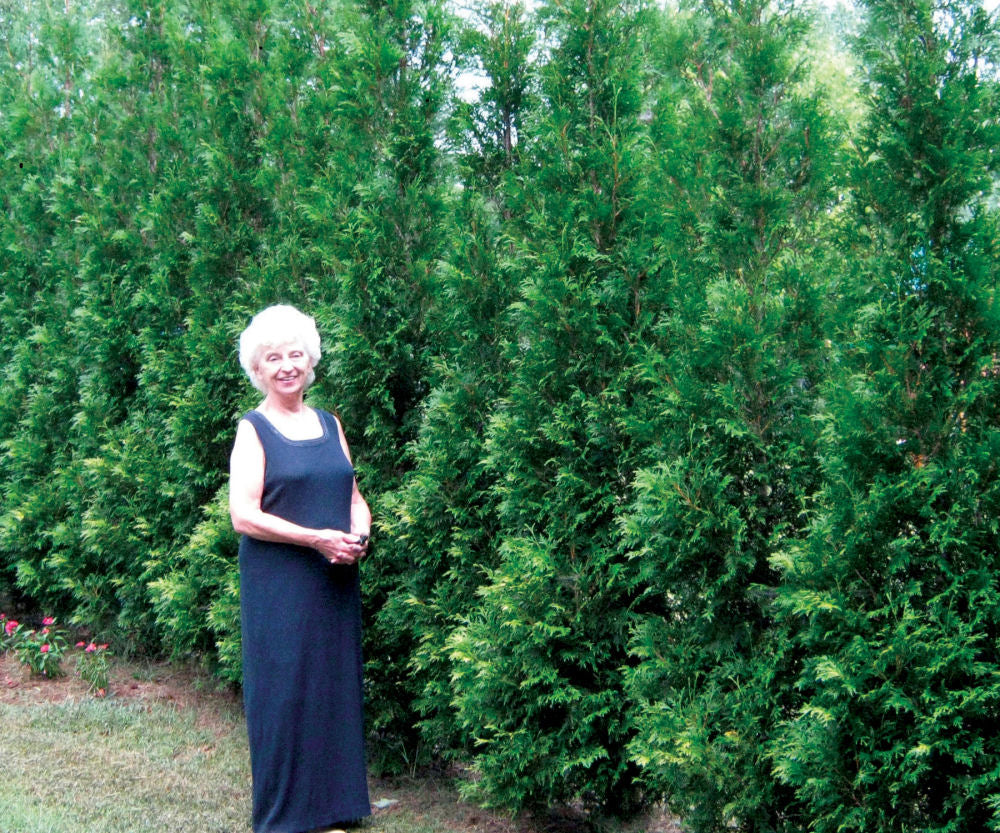 Full Speed A Hedge® American Pillar Arborvitae (Thuja occidentalis &