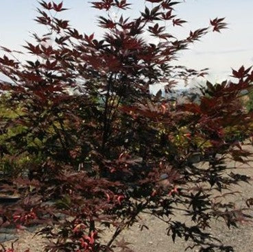 Samurai Sword™ Japanese Maple (Acer palmatum &
