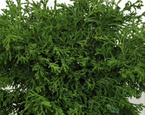 Torulosa Hinoki Falsecypress (Chamaecyparis obtusa &
