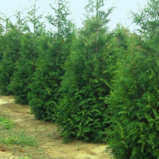 Thuja Junior Giant (Thuja x &