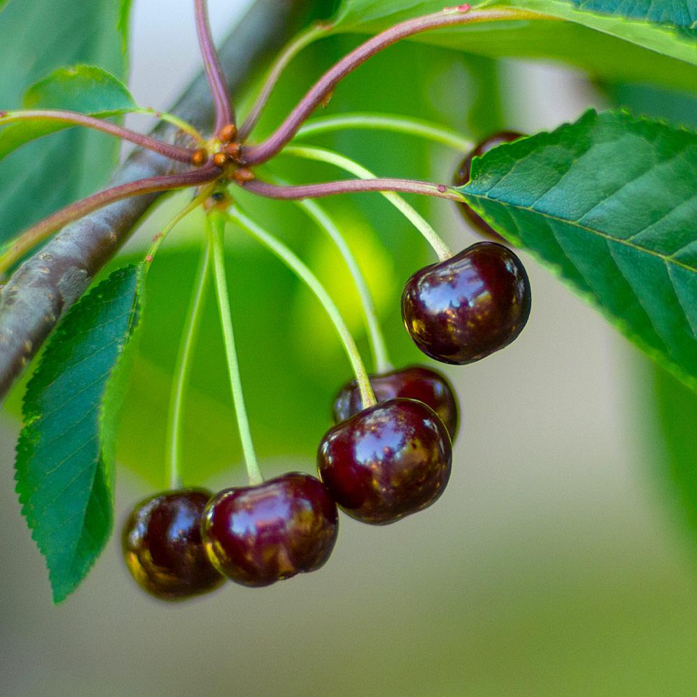 Black Tartarian Cherry (Prunus &