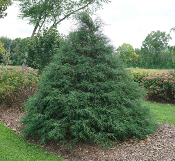 Haywire™ falsecypress (Chamaecyparis &