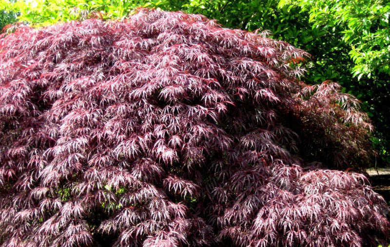 Inaba Shidare Laceleaf Japanese Maple (Acer palmatum var. dissectum &