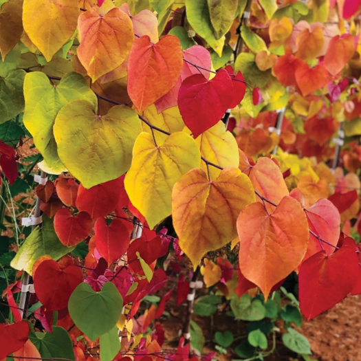 Cercis Flame Thrower® Redbud (Cercis canadensis &