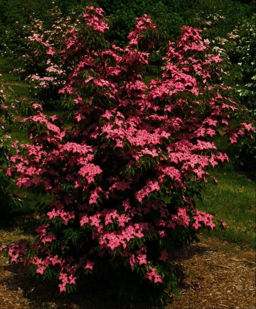 Scarlet Fire™ Chinese Dogwood (Cornus kousa &