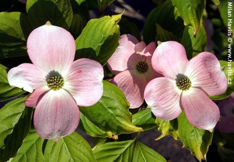 Stellar Pink® Dogwood (Cornus x &