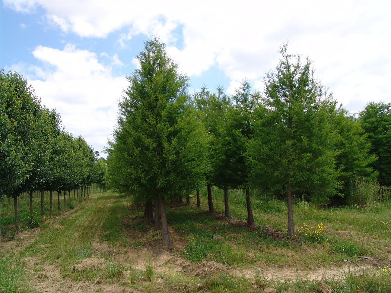 Shawnee Brave™ Baldcypress (Taxodium distichum &