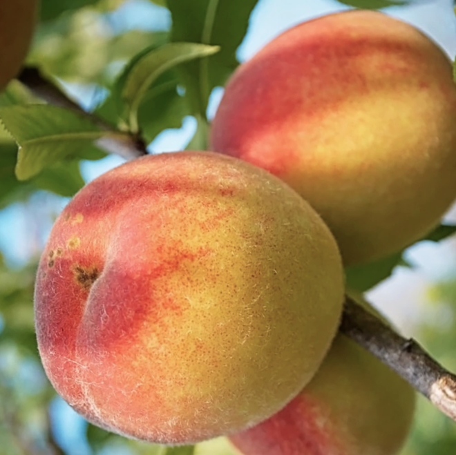 Peach Belle of Georgia (Prunus &