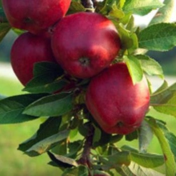 Jonathan Apple (Malus &
