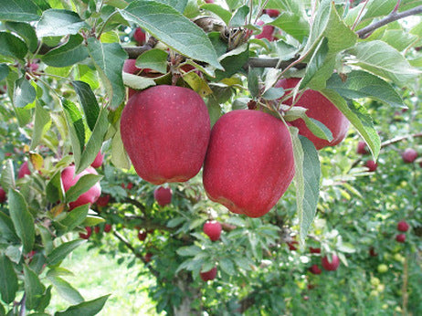 Red Delicious Apple (Malus &
