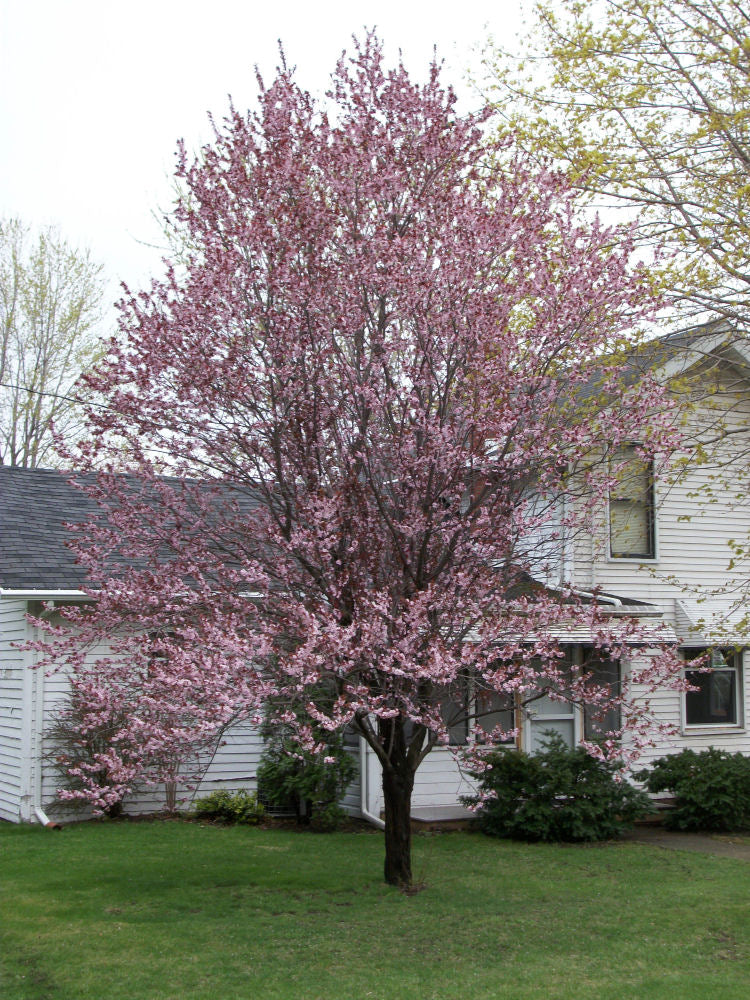 Newport Cherry Plum (Prunus cerasifera &