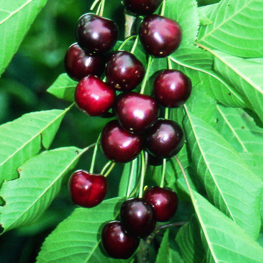 Sweetheart Sweet Cherry (Prunus avium &
