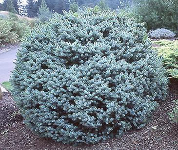 Dwarf Sitka Spruce (Picea sitchensis &