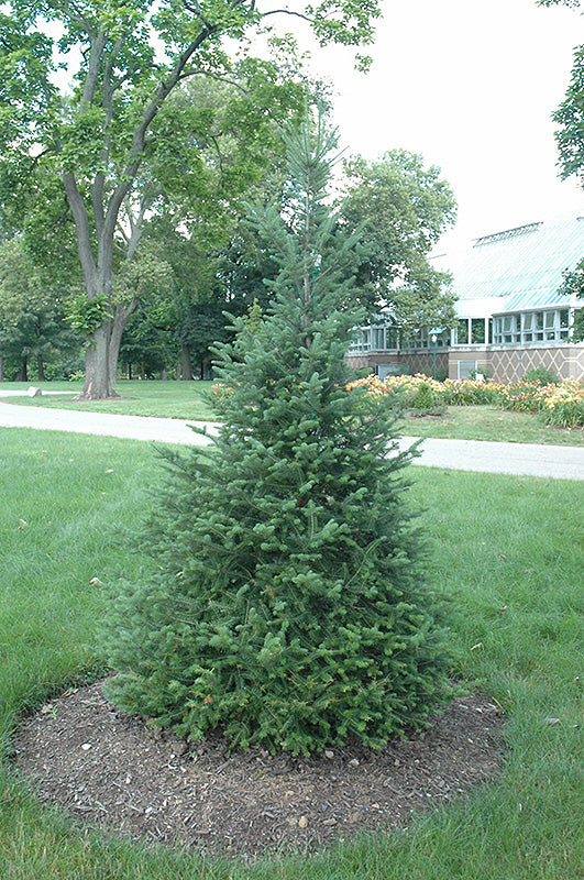 Canaan fir (Abies balsamea var. phanerolepis) - 1 gallon 12"