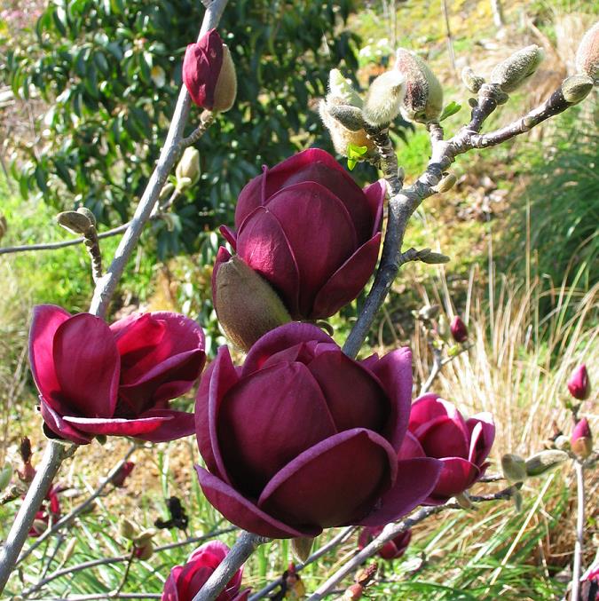Genie Magnolia (Magnolia x &