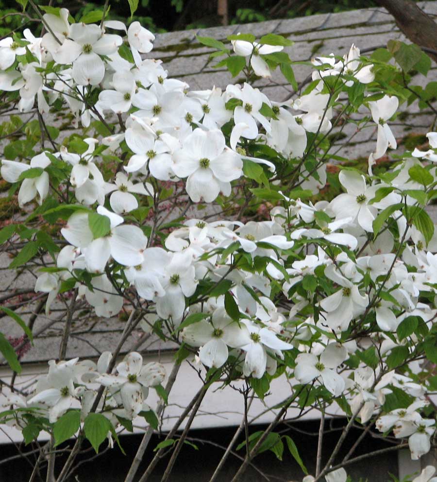 Cherokee Princess Flowering Dogwood (Cornus florida &
