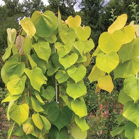 Golden Falls® Weeping Redbud (Cercis canadensis &