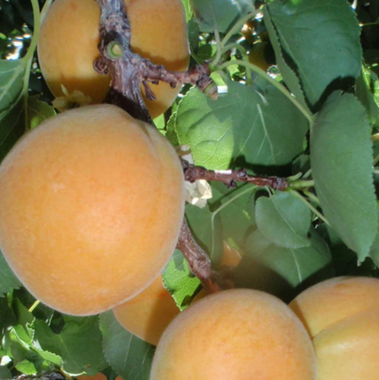 Moorpark Apricot (Prunus &