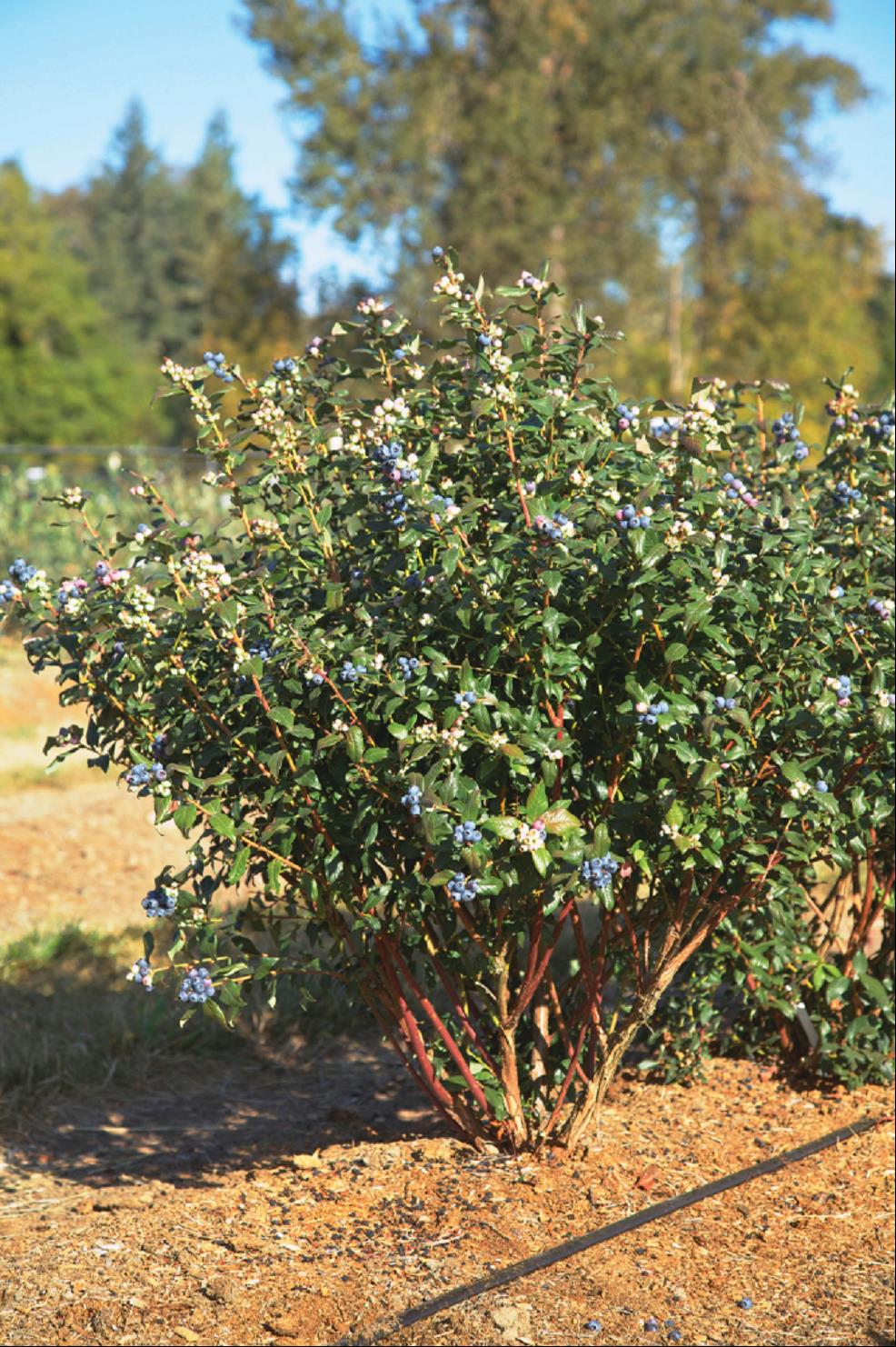 Perpetua Blueberry (Vaccinium perpetua) - 1 gallon