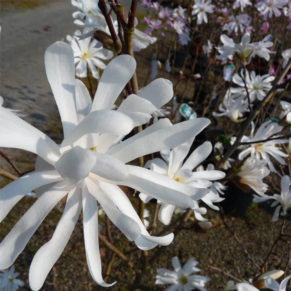 Royal Star Magnolia (Magnolia stellata &
