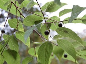 Common Hackberry (Celtis occidentalis) - 3 gallon