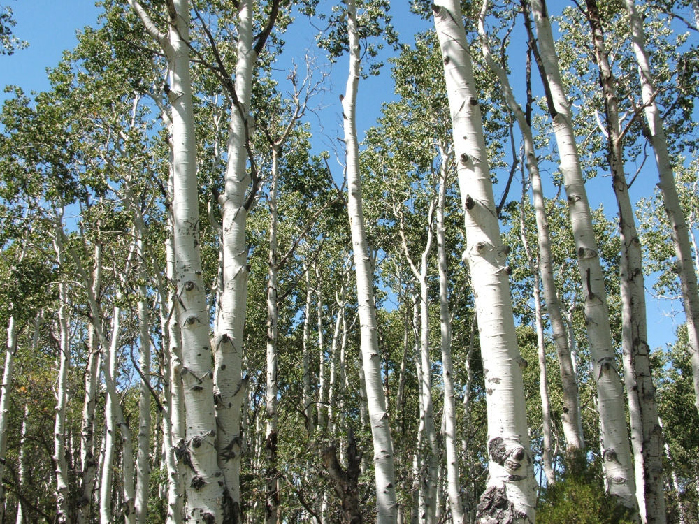 Quaking Aspen (Populus tremuloides) - 3 gallon RP
