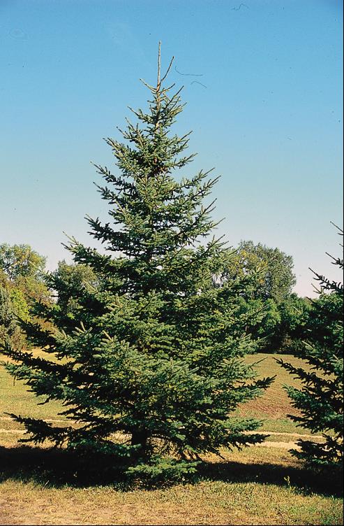 White Spruce (Picea glauca) - 6" ECO POT
