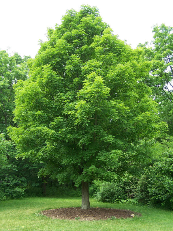 Sugar Maple (Acer saccharum) - 3 gallon