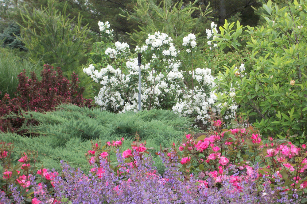 Snow White™ Mockorange (Philadelphus &