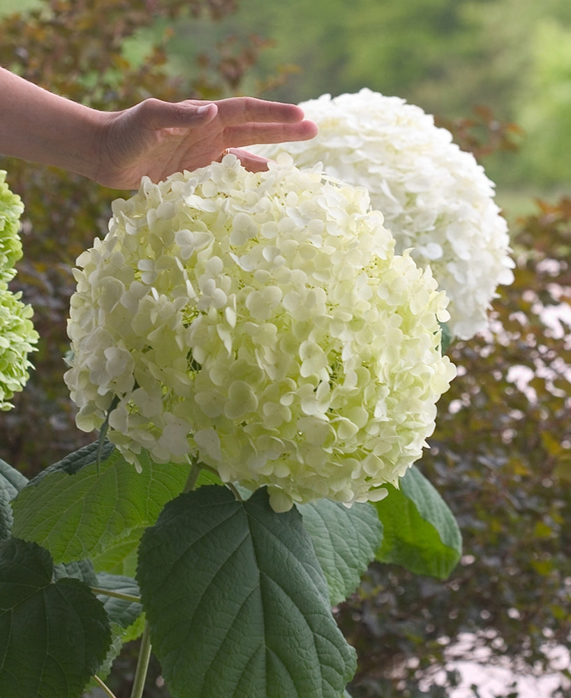 Incrediball® Smooth Hydrangea (Hydrangea arborescens &