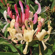 Peaches and Cream Honeysuckle (Lonicera periclymenum &