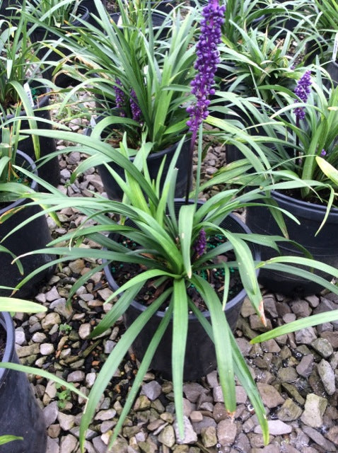 Royal Purple Lily Turf (Liriope muscari ‘Royal Purple’) - 1 gallon