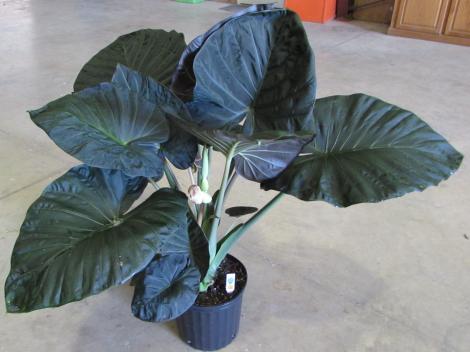Regal Shields Elephant Ears (Alocasia &