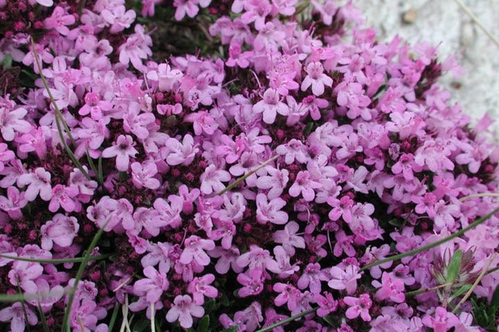 Creeping Thyme (Thymus serpyllum &