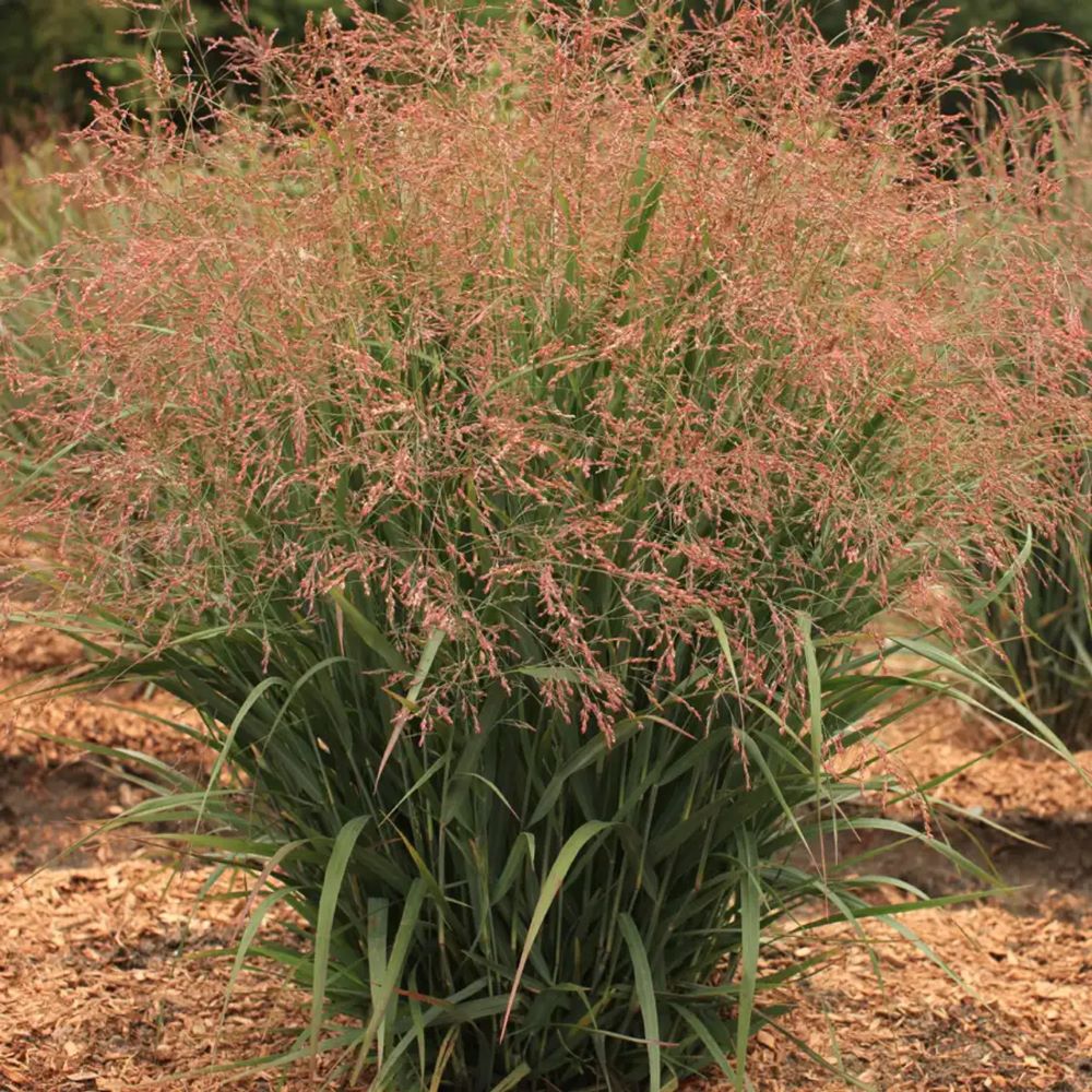 Dream Catcher® Smoky Rose® Switchgrass (Panicum virgatum ‘Dream Catcher Smoky Rose’) - 3 gallon