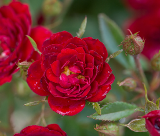 Rose Chi™ (Rosa E.E &
