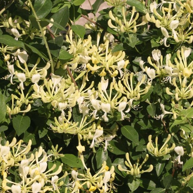 Scentsation Honeysuckle (Lonicera P &