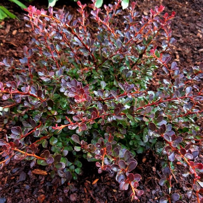 Crimson Cutie® Barberry (Berberis thunbergii &