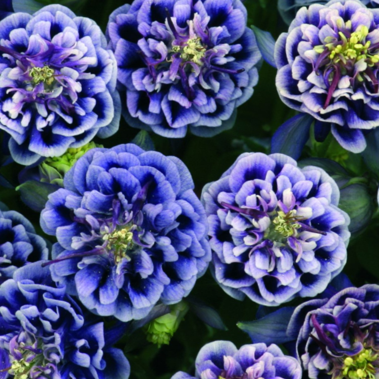 Winky Blue &amp; White Columbine (Aquilegia &