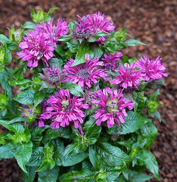 Pocahontas™ Purple Rose Bee Balm (Monarda didyma ‘Pocahontas Purple Rose’) - 1 gallon