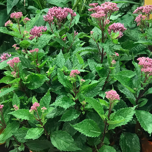 Euphoria™ Ruby Joe Pye Weed (Eupatorium P &