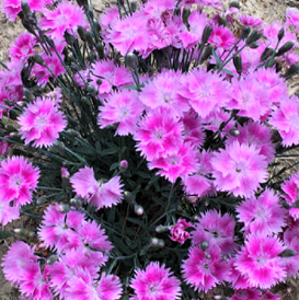 Dianthus Watermelon Ice Pinks (Dianthus &